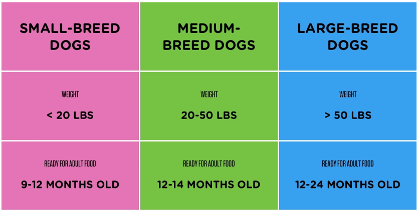 Dog Food Transition From Puppy to Adult Food Pedigree Malaysia