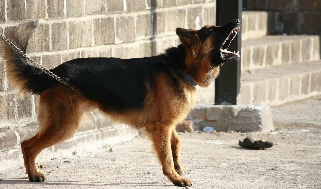 Aggressive Dog Body Language