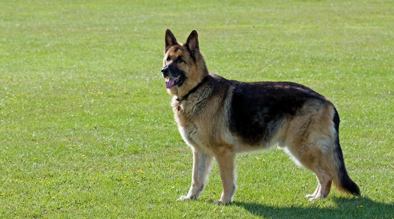 Dog Body Language in Relaxed Position