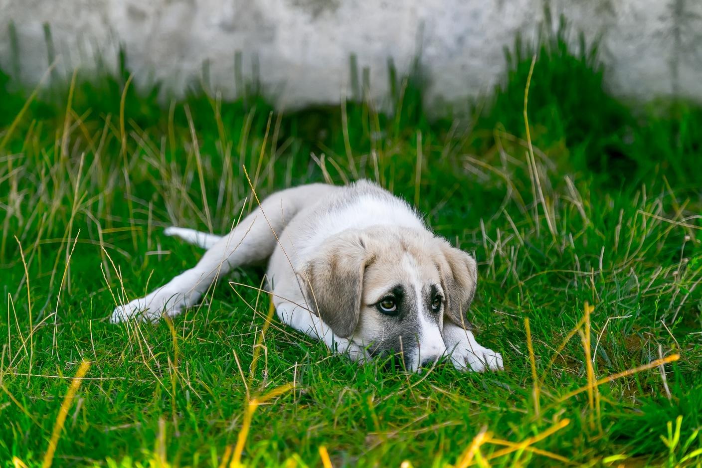 Fearful and Worried Dog