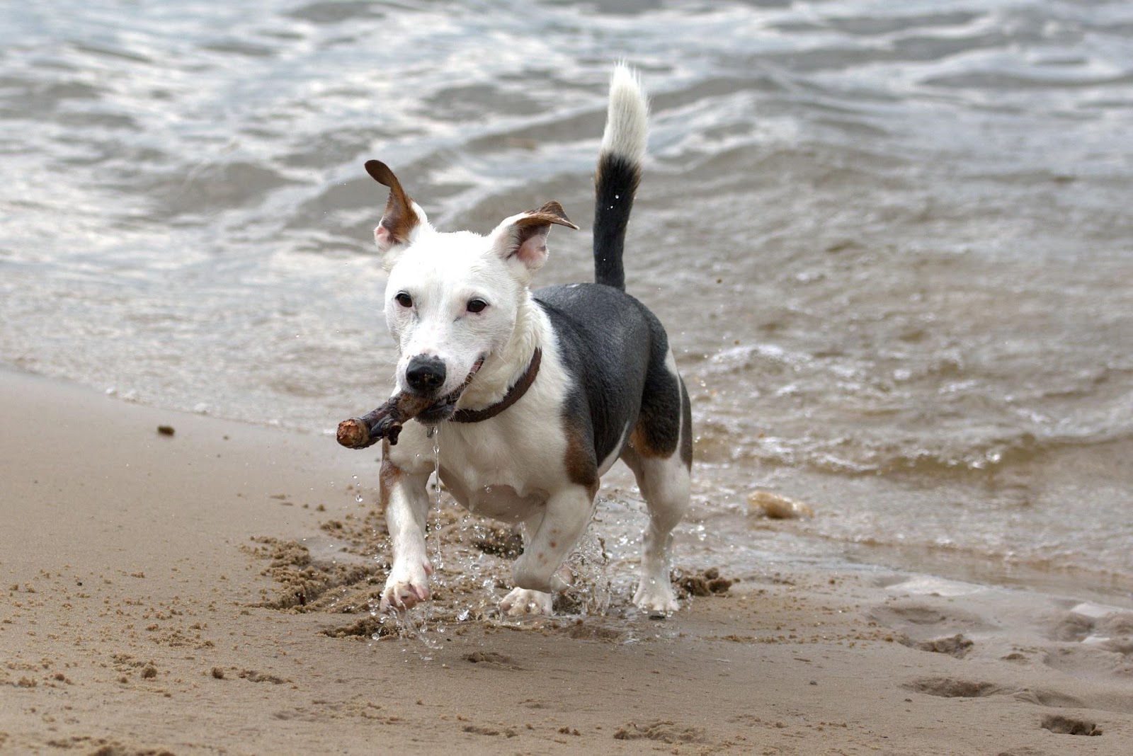 Dog Body Language in Alert Position
